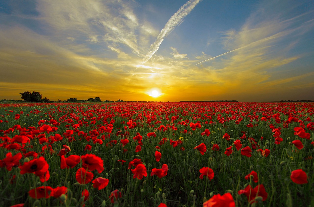 images/sunset%20poppies%20field%20815270_1280.jpg#joomlaImage://local-images/sunset poppies field 815270_1280.jpg?width=1280&height=846